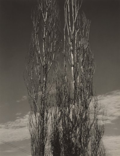 A két nyárfa, Lake George alkotó: Alfred Stieglitz