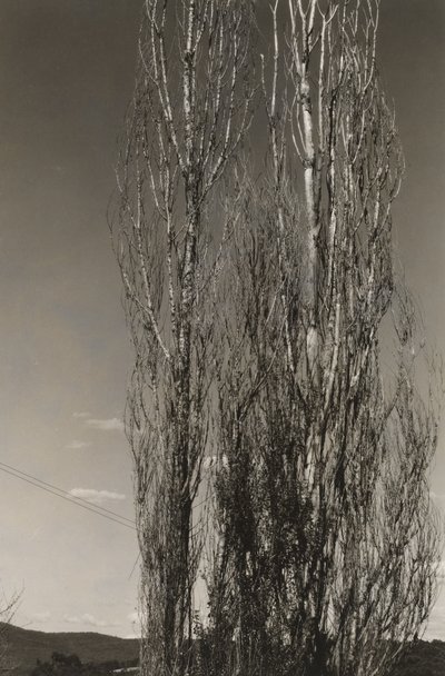 Két nyárfa, George-tó (recto) alkotó: Alfred Stieglitz