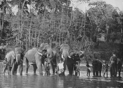 Szent elefántok fürdőznek a Mahaweli Gangában Katugastotában, 1890, 1910 alkotó: Alfred William Amandus Plate