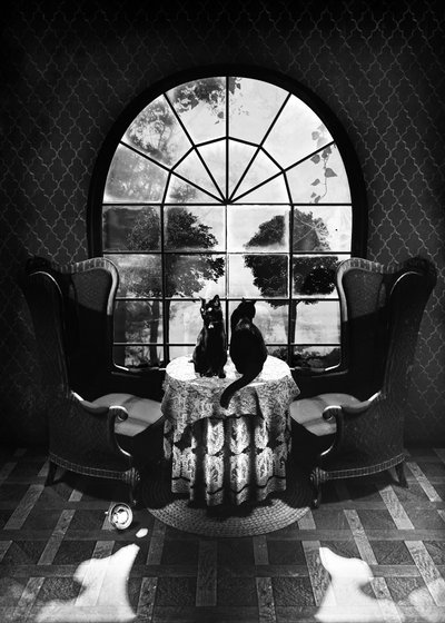 Rejtélyes fekete macskák alkotó: Ali Gulec