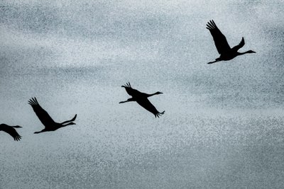 Flügel auf Flügel, aus der Serie Über Hula, 2016 von Alice Gur-Arie