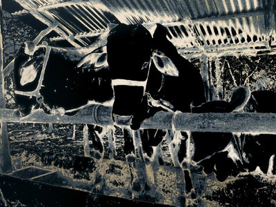 Heimstätte von Alice Gur-Arie