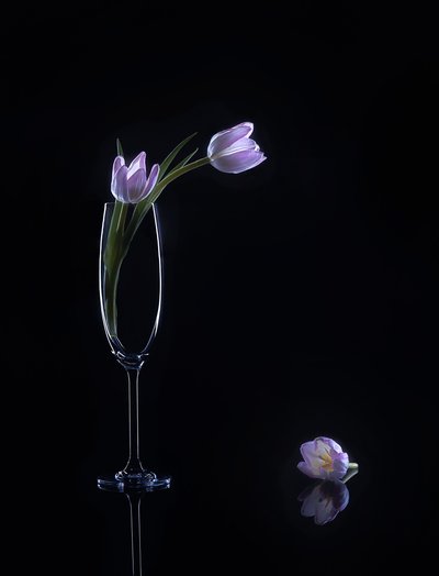 Elegáns lila tulipánok alkotó: Alice Sheng