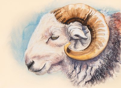 Egy Herdwick Ram alkotó: Alison Cooper