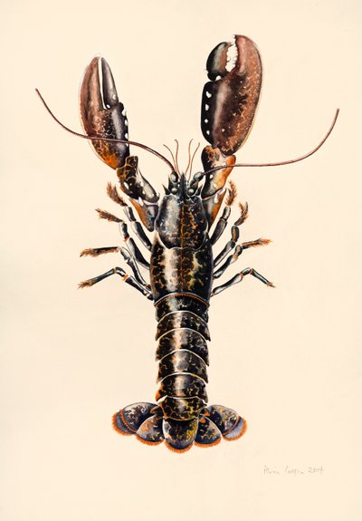 Homár Solvából, 2014, akvarell alkotó: Alison Cooper