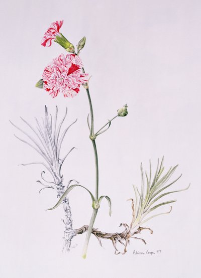 Régi Dianthus Variety, 1997 (wc papíron) alkotó: Alison Cooper