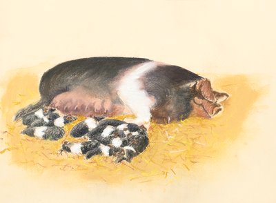 Nyerges koca és malacok, 2019 (pasztell) alkotó: Alison Cooper