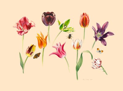 tavaszi tulipánok és rovarok alkotó: Alison Cooper