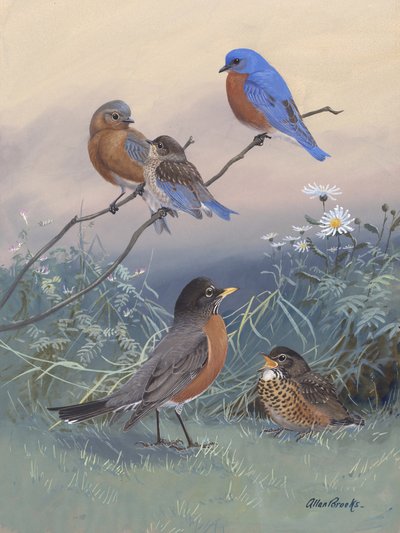Bluebird, Robin – Allan Brooks alkotó: Allan Brooks