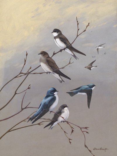 „Fecske” – Allan Brooks alkotó: Allan Brooks