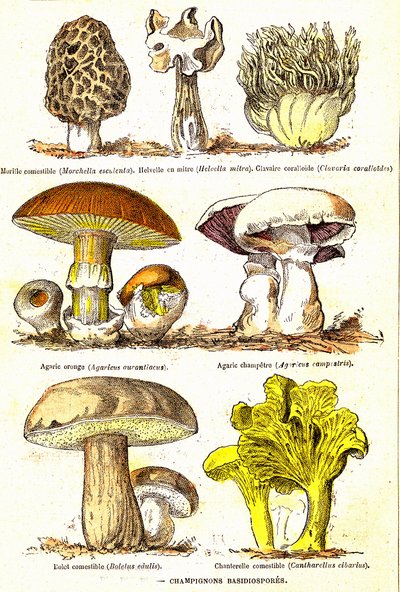 Gomba Basidiospórák: Természetes teremtés és élőlények (De Jules Rengade). A. Demarle rajza. 1885 alkotó: Alphonse Demarle