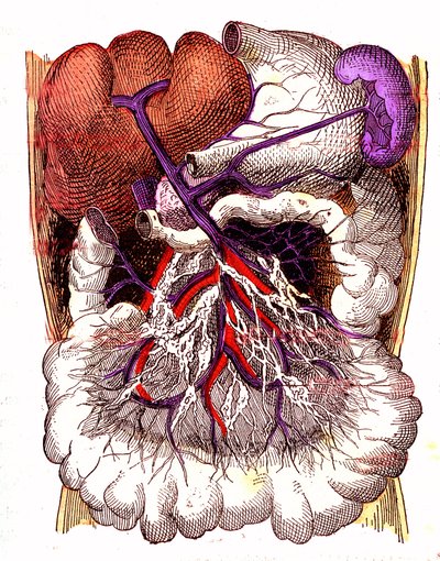 A bélrendszeri felszívódás szervei – J. Rengade normális élete és egészsége. A. Demarle rajza 1881 alkotó: Alphonse Demarle