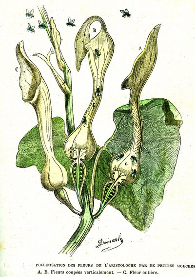 Pollination by flies of Aristoloche flowers: Natural creation and living beings. Drawing by A. Demarle. 1885 alkotó: Alphonse Demarle