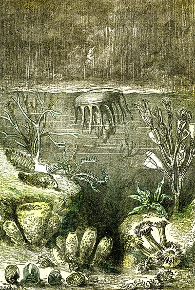 Prehistoire-Terre et Mers: The beginning of the Silurian period (J. Rengade. Drawing by Demarle. 1885 alkotó: Alphonse Demarle