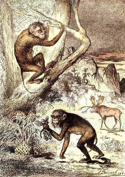 A katarhiai majmok (miocén időszak): a szemnopitheques. J. Rengade természeti alkotása és élőlényei. Rajz A. Demarle alkotó: Alphonse Demarle