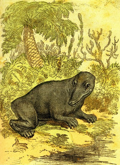 Labyrinthodonta (kétéltű): a szén-korszak kétéltűje. Természetes teremtés és élőlények. Rajz A. Demarle 1885 alkotó: Alphonse Demarle