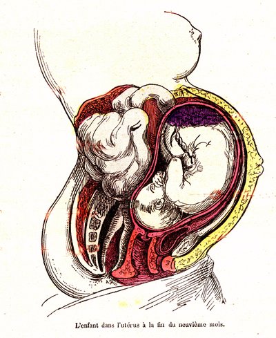 The child in the uterus (late 9th month) - The normal life & health of J. Rengade- Drawing A.Demarle 1881 alkotó: Alphonse Demarle