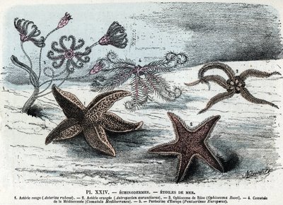 Állattani tábla; tüskésbőrűek, tengeri csillagok (asteriák, ophiocoma, comatum és pentacrine) (Állattani lemez: tengeri csillagok) Metszet a „” L