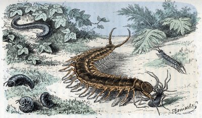 Állattani térkép: Rovarok Myriapodes (százlábúak vagy százlábúak) (Zoológiai lemez: Myriapoda) Rengade „Ember és természet” metszet alkotó: Alphonse Demarle