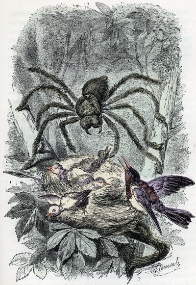 Állattani térkép: pókféle, madárlégyfészket meglepő madárlegy (Zoológiai tábla: pókféle, Avicularia) Rengade „Ember és természet” metszet alkotó: Alphonse Demarle
