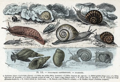 Állattani térkép; gyomorlábúak puhatestűek, tüdő (ciklostoma, kertek és bánat spirálja, vörös meztelen csiga, szürke mez, limnee, planorb, paludine...) (Zoológiai tábla: haslábú puhatestűek, pl. Slug, cyclostoma, planorb, limnea) Metszet „” L