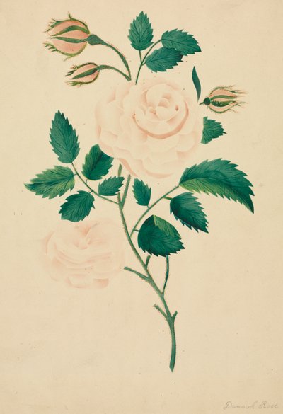 Damaszkuszi rózsa (akvarell) alkotó: Altha Mary Nims