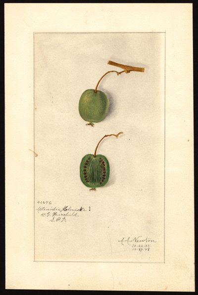 Actinidia deliciosa (Kiwi) (akvarell, papír) alkotó: Amanda Almira Newton
