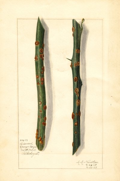 Két beteg narancsfa ága (Citrus sinensis) (akvarell) alkotó: Amanda Almira Newton