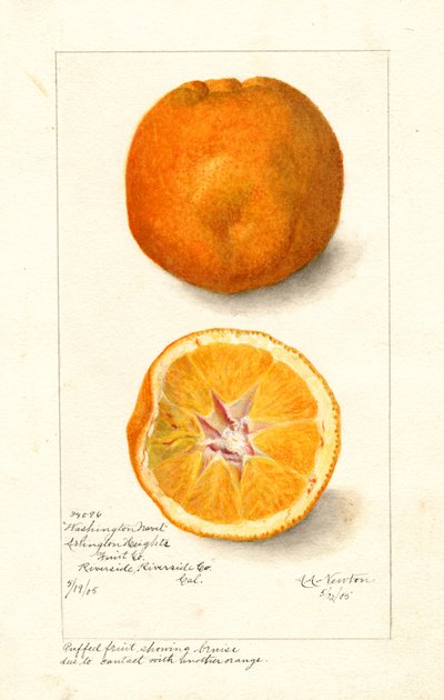 Washington Navel narancs ( Citrus sinensis) (akvarell) alkotó: Amanda Almira Newton
