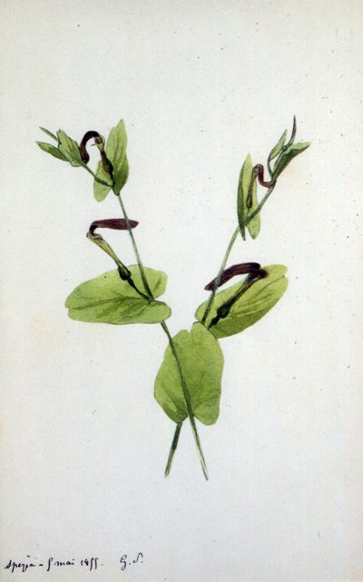 Az Aristolochia az Aristolochiaceae családba tartozó nagy növénynemzetség (akvarell) alkotó: Amantine Dupin