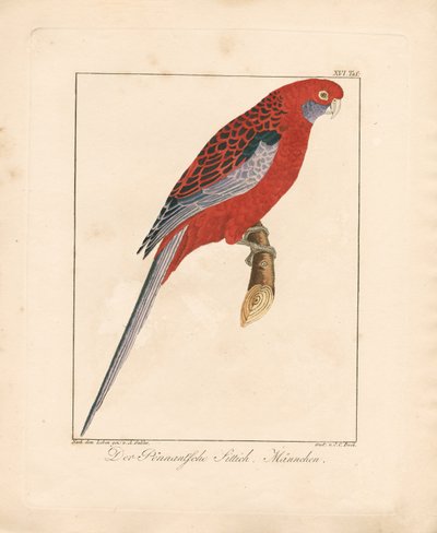 Crimson Rosella, hím (kézzel színezett litográfia) alkotó: Ambrosius Gabler
