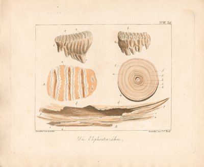 Elefánttuszkok (színes rézmetszet) alkotó: Ambrosius Gabler