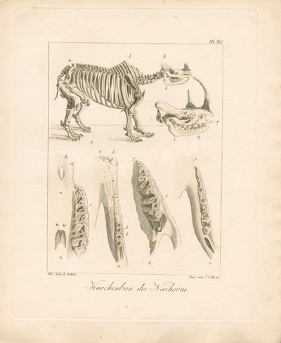 Orrszarvú csontvázszerkezet (színes rézmetszet) alkotó: Ambrosius Gabler