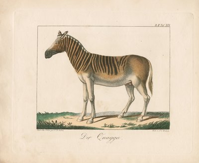 A Quagga (kézzel színezett litográfia) alkotó: Ambrosius Gabler