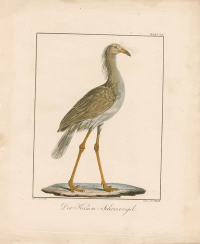 A vöröslábú Seriema (kézi színezésű litográfia) alkotó: Ambrosius Gabler