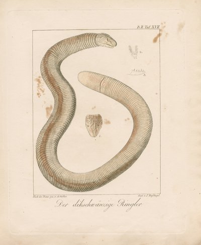 Vastagfarkú féreggyík (kézzel színezett rézmetszet) alkotó: Ambrosius Gabler