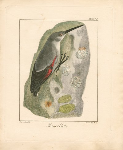 Wallcreeper (kézzel színezett rézmetszet) alkotó: Ambrosius Gabler