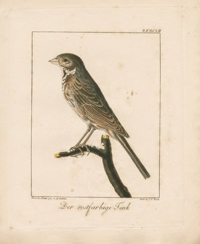 Yellowhammer (kézzel színezett rézmetszet) alkotó: Ambrosius Gabler