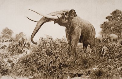 The Chatham Elephant, illusztráció H.G. Wells „The Outline of History” című művéből, I. kötet, 1920-ban (litho) alkotó: Amedee Forestier