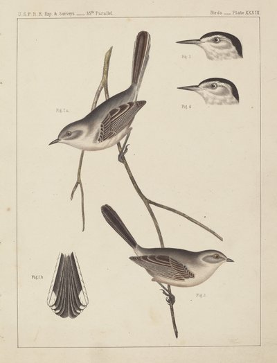 Madarak – U.S.P.R.R. Exp. & Felmérések, 35. párhuzamos alkotó: American 19th Century