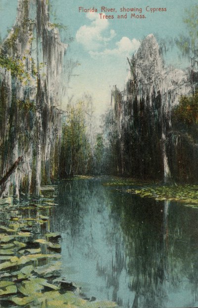 Florida folyó, ciprusfákkal és mohával (fotó) alkotó: American Photographer (after)
