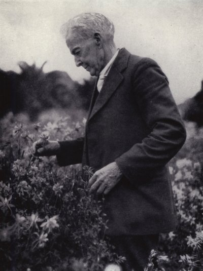 Luther Burbank a virágai között (f/w fotó) alkotó: American Photographer (after)