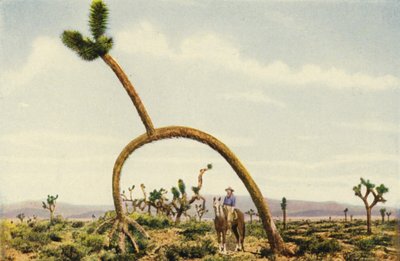 Egy óriás castus a Mojave-sivatagban (színes fotó) alkotó: American Photographer