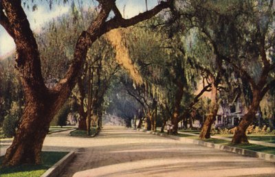 Avenue of Pepper Trees, Pasadena (színes fotó) alkotó: American Photographer
