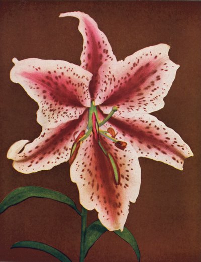 Liliomok: Lilium Auratum, Crimson Queen (színes fotó) alkotó: American Photographer