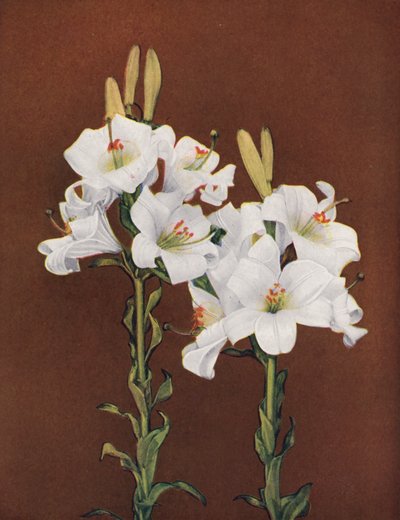 Liliomok: Lilium Candidum (színes fotó) alkotó: American Photographer