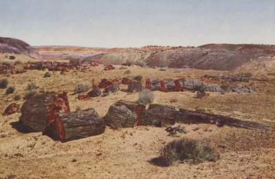 Megkövült erdő, Arizona (színes fotó) alkotó: American Photographer