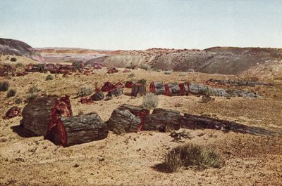 Megkövesedett erdő, Arizona (színes fotó) alkotó: American Photographer