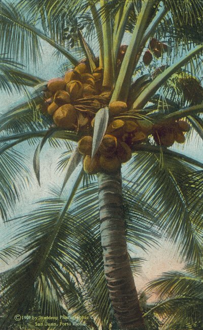 Porto Rico / Puerto Rico: Rico: Kókuszdió termesztése Porto Ricóban (színes fotó) alkotó: American Photographer