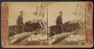 Cápák Barbadoson, Nyugat-Indiában (fekete-fehér fotó) alkotó: American Photographer